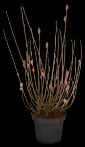 Salix gracil. 'Mount Aso' - 40-60 CM C3 - image 2