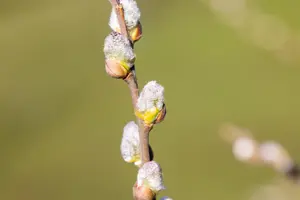 Salix hastata 'Wehrhahnii'