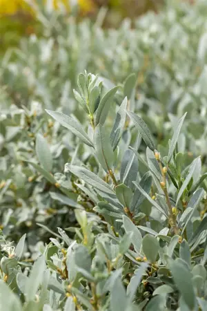 Salix helvetica - 50-60 CM C12 - image 4