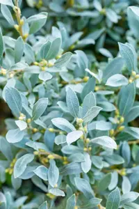 Salix helvetica - 5 Ltr pot - image 2