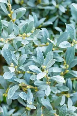 Salix helvetica - 60 CM STEM C3 - image 2