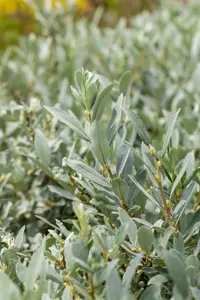 Salix helvetica - 3 Ltr pot - image 4