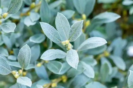 Salix helvetica - 50-60 CM C12 - image 3