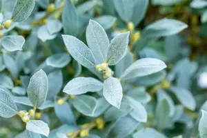 Salix helvetica - 3 Ltr pot - image 3