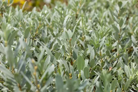 Salix helvetica - 3 Ltr pot - image 5