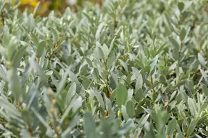 Salix helvetica - 3 Ltr pot - image 5