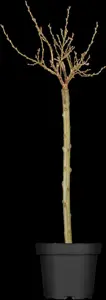 Salix helvetica - 5 Ltr pot - image 1