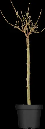 Salix helvetica - 3 Ltr pot - image 1