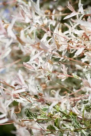 Salix integra 'Hakuro-nishiki' - 80 CM STEM C4 1 YR - image 3