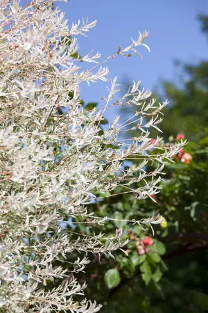 Salix integra 'Hakuro-nishiki' - 80 CM STEM C4 1 YR - image 4