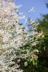 Salix integra 'Hakuro-nishiki' - 80 CM STEM C4 1 YR - image 4