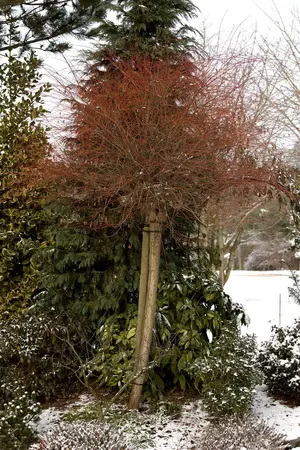 Salix integra 'Hakuro-nishiki' - 100 CM STEM C20 - image 2