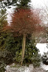 Salix integra 'Hakuro-nishiki' - 30-40 CM C3 - image 1