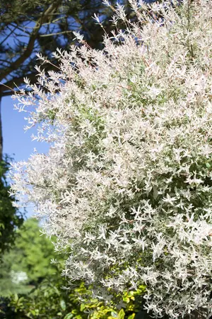 Salix integra 'Hakuro-nishiki' - 80 CM STEM C4 1 YR - image 5