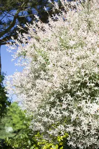 Salix integra 'Hakuro-nishiki' - 80 CM STEM C4 1 YR - image 5