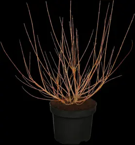 Salix integra 'Hakuro-nishiki'