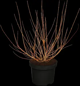 Salix integra 'Hakuro-nishiki' - 10 Ltr pot - image 5