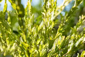 Salix integra 'Hakuro-nishiki' - 50-60 CM C3 - image 5
