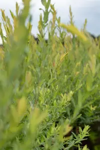 Salix purpurea - 1/0 90-120 CM - image 4