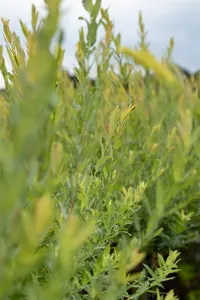 Salix purpurea