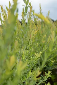 Salix purpurea - MULTISTEM 200-250 CM RB - image 1