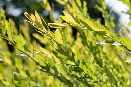 Salix purpurea - 60-80 CM C5 - image 3