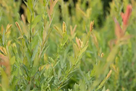 Salix purpurea - MULTISTEM 200-250 CM C45 - image 4