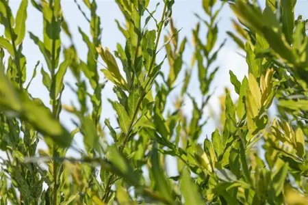 Salix purpurea 'Nana' - 1.5 Ltr pot - image 3