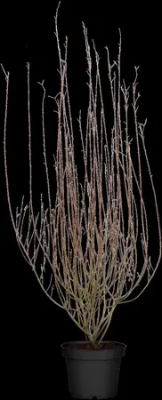 Salix purpurea 'Nana' - 60-80 CM C15 - image 2