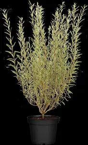 Salix purpurea 'Nana' - 10 Ltr pot - image 3