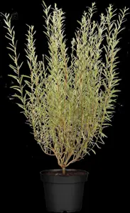 Salix purpurea 'Nancy Saunders'