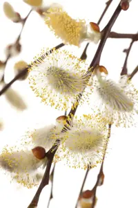 Salix repens 'Iona'
