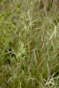 Salix rosmarinifolia