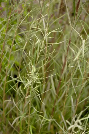 Salix rosmarinifolia - 40-60 CM C2 - image 1