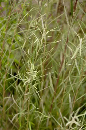 Salix rosmarinifolia - 40-60 CM C3 - image 1