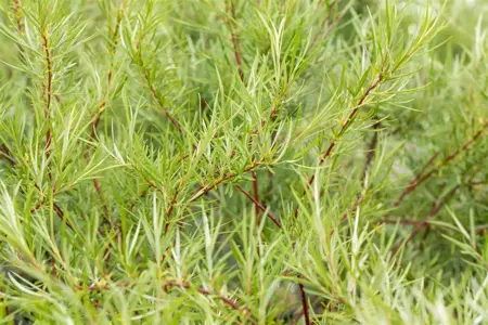 Salix rosmarinifolia - 20-30 CM C3 - image 2