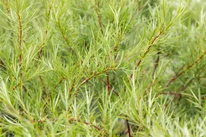 Salix rosmarinifolia - 40-60 CM C3 - image 2