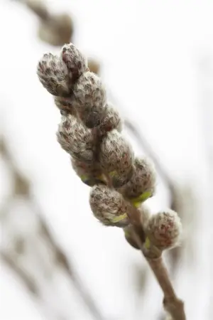 Salix subopposita - P12 - image 2