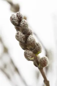 Salix subopposita - P12 - image 2