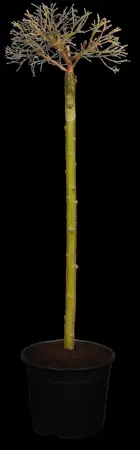 Salix subopposita - P12 - image 1