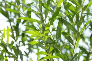 Salix triandra