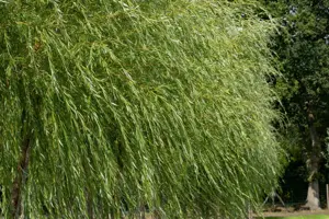 Salix viminalis