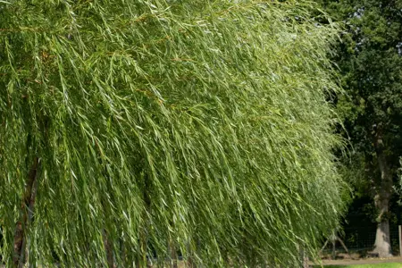 Salix viminalis - 250-275 CM RB - image 1