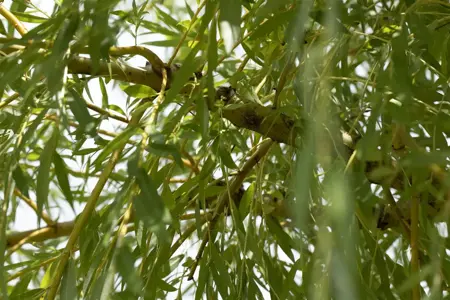 Salix viminalis - 1/0 90-120 CM - image 2