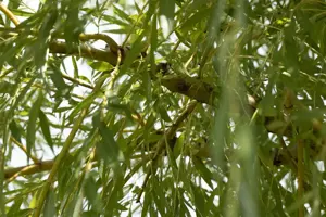 Salix viminalis - MULTISTEM 250-300 CM RB - image 2