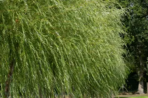 Salix viminalis - 80-100 CM C5 - image 2