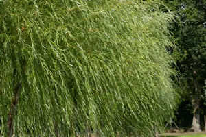 Salix viminalis - 100-125 CM C10 - image 1