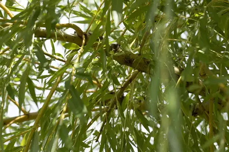 Salix viminalis - 100-125 CM C10 - image 2