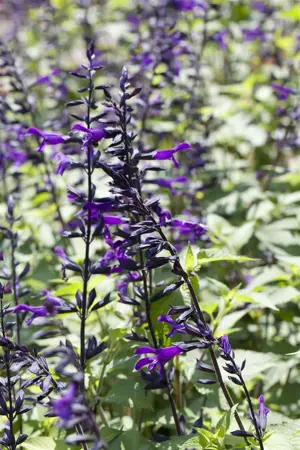 Salvia 'Amistad' - 2 Ltr pot - image 2