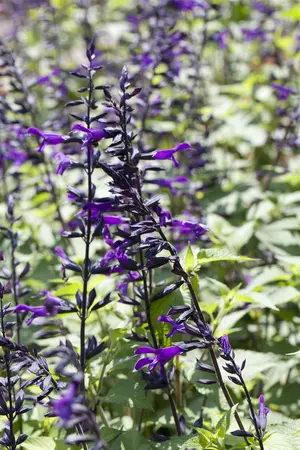 Salvia 'Amistad' - 2.5 Ltr pot - image 1